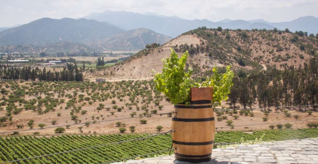 Coastal region of Chile and Sauvignon Blanc