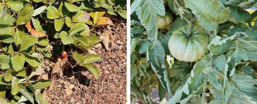 Early tomato, late strawberry